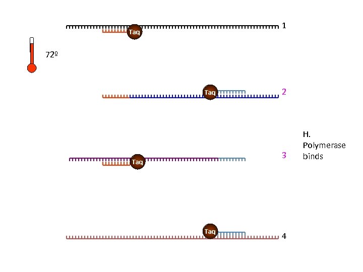 1 Taq 72º Taq 2 3 Taq 4 H. Polymerase binds 