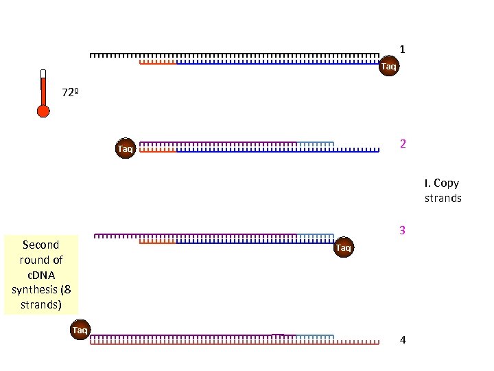 1 Taq 72º 2 Taq I. Copy strands 3 Second round of c. DNA