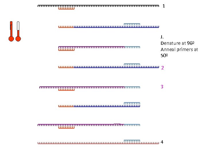 1 J. Denature at 96º Anneal primers at 50º 2 3 4 