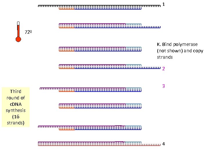 1 72º K. Bind polymerase (not shown) and copy strands 2 Third round of
