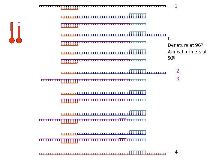 1 L. Denature at 96º Anneal primers at 50º 2 3 4 