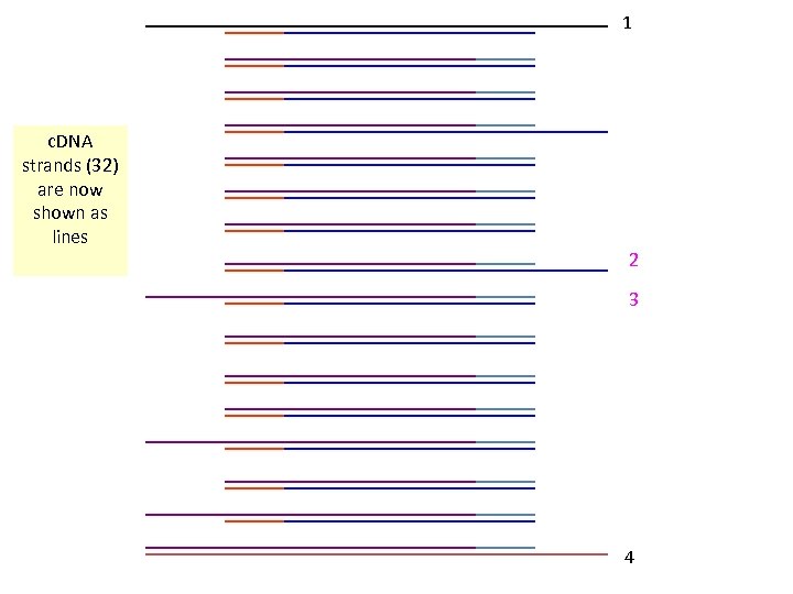 1 c. DNA strands (32) are now shown as lines 2 3 4 