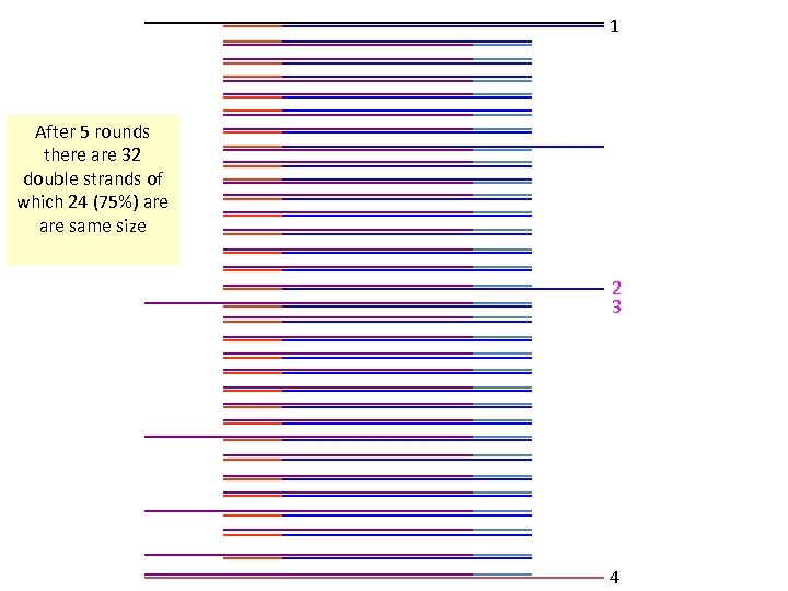 1 After 5 rounds there are 32 double strands of which 24 (75%) are