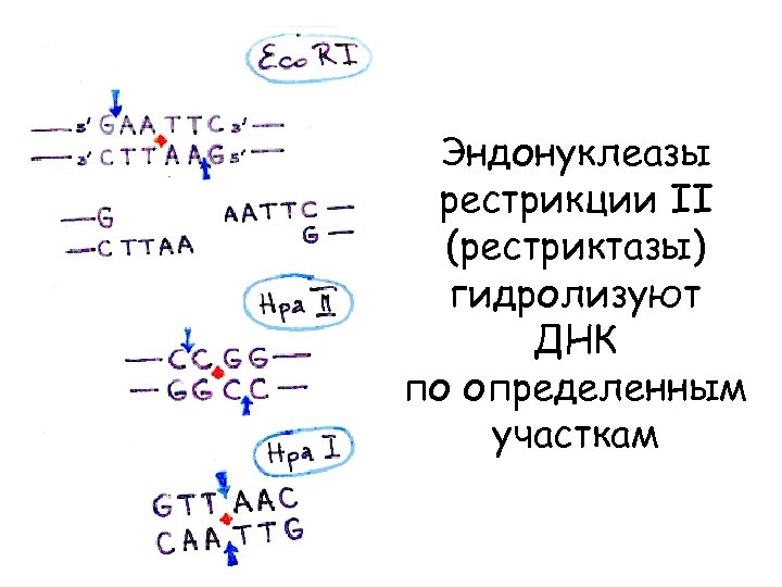 Эндонуклеазы рестрикции II (рестриктазы) гидролизуют ДНК по определенным участкам 
