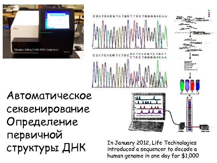 Автоматическое секвенирование Определение первичной структуры ДНК In January 2012, Life Technologies introduced a sequencer