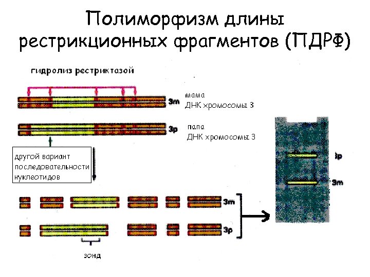 Полиморфизм длины рестрикционных фрагментов (ПДРФ) 