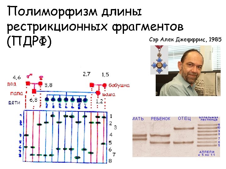 Полиморфизм длины рестрикционных фрагментов Сэр Алек Джеффрис, 1985 (ПДРФ) 