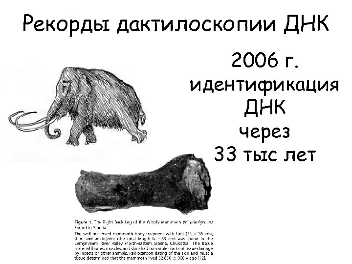 Рекорды дактилоскопии ДНК 2006 г. идентификация ДНК через 33 тыс лет 