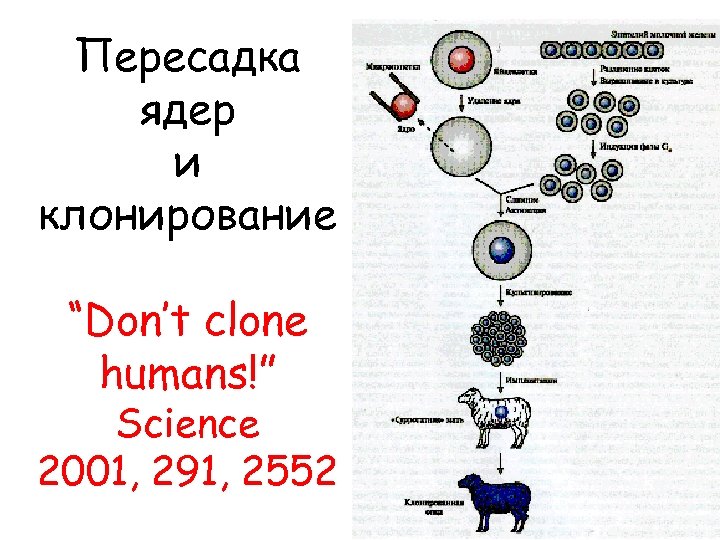 Пересадка ядер и клонирование “Don’t clone humans!” Science 2001, 291, 2552 