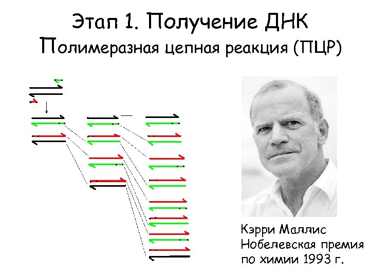 Этап 1. Получение ДНК Полимеразная цепная реакция (ПЦР) Кэрри Маллис Нобелевская премия по химии