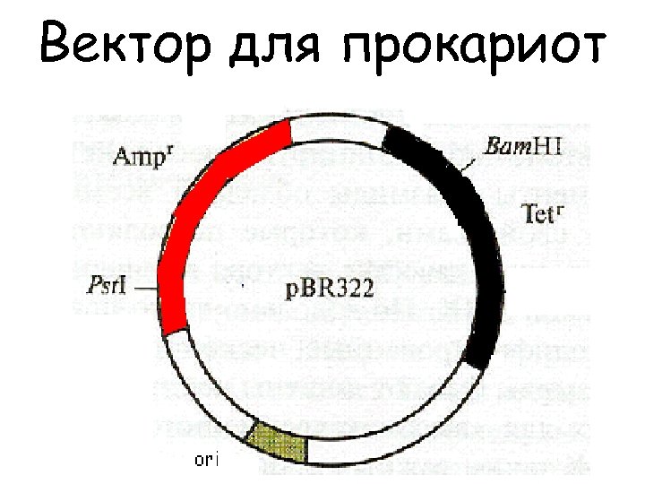 Вектор для прокариот 