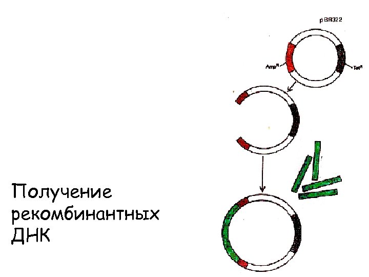 Получение рекомбинантных ДНК 