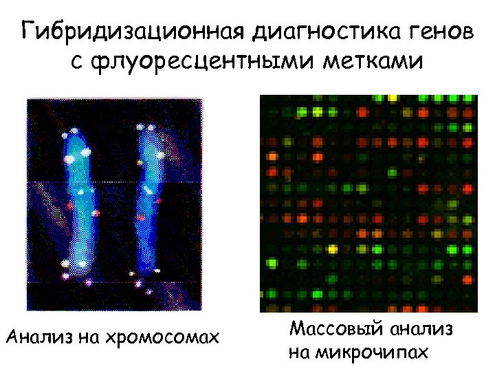 Гибридизационная диагностика генов с флуоресцентными метками Анализ на хромосомах Массовый анализ на микрочипах 