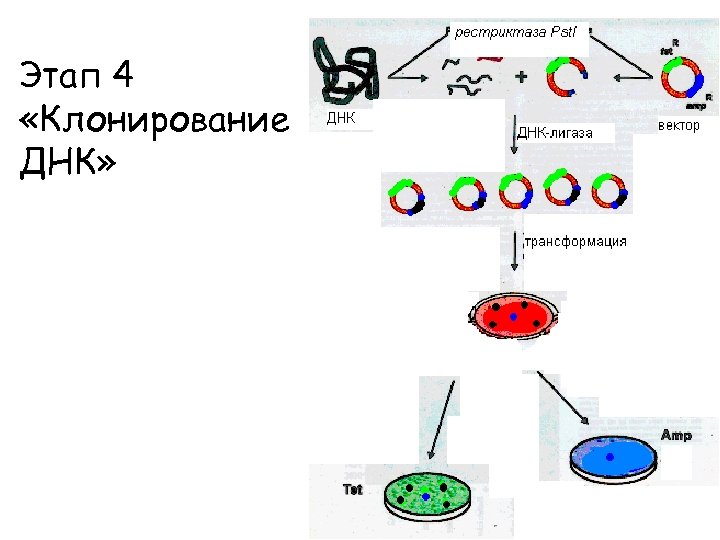 Этап 4 «Клонирование ДНК» 