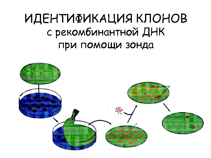 ИДЕНТИФИКАЦИЯ КЛОНОВ с рекомбинантной ДНК при помощи зонда 