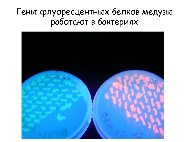 Гены флуоресцентных белков медузы работают в бактериях 