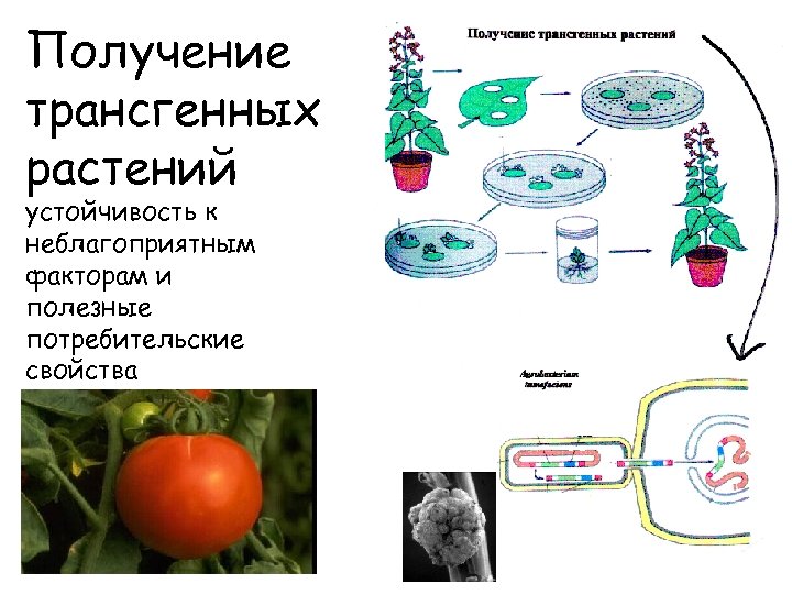 Получение трансгенных растений устойчивость к неблагоприятным факторам и полезные потребительские свойства 