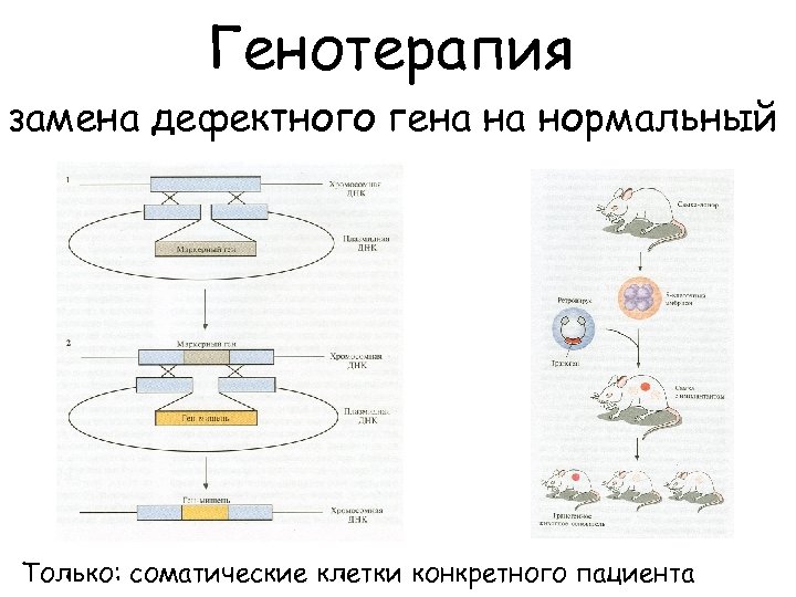Генотерапия замена дефектного гена на нормальный Только: соматические клетки конкретного пациента 