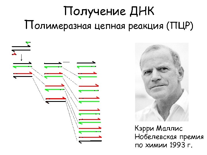 Получение ДНК Полимеразная цепная реакция (ПЦР) Кэрри Маллис Нобелевская премия по химии 1993 г.