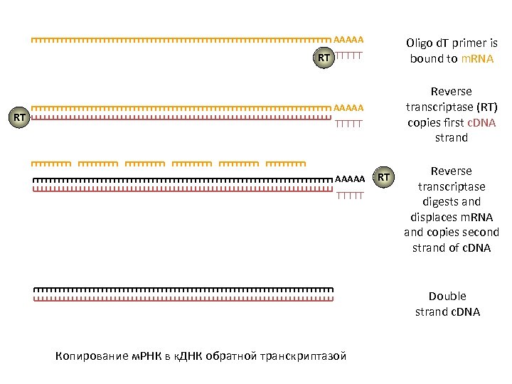AAAAA Oligo d. T primer is bound to m. RNA RT TTTTT RT Reverse