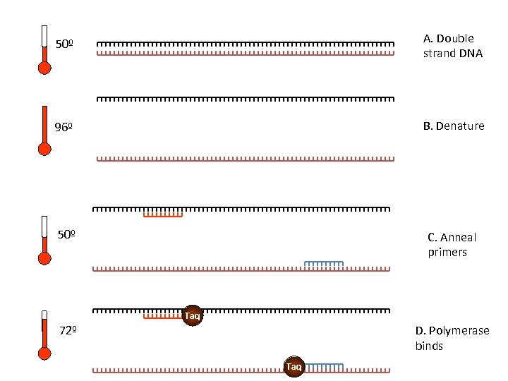 50º A. Double strand DNA 96º B. Denature 50º C. Anneal primers Taq 72º