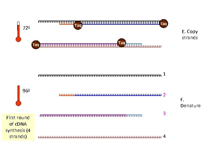 Taq 72º Taq E. Copy strands Taq 1 96º First round of c. DNA