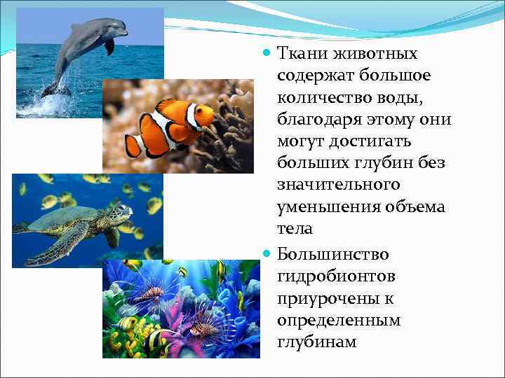  Ткани животных содержат большое количество воды, благодаря этому они могут достигать больших глубин