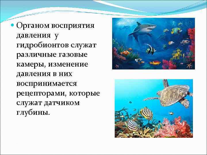  Органом восприятия давления у гидробионтов служат различные газовые камеры, изменение давления в них