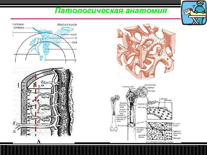 Патологическая анатомия 