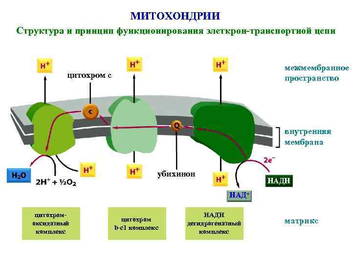 МИТОХОНДРИИ Структура и принцип функционирования элеткрон-транспортной цепи межмембранное пространство цитохром с внутренняя мембрана убихинон