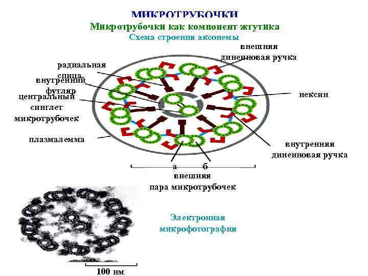 Какие структуры изображены на рисунке что в них происходит что общего между этими структурами