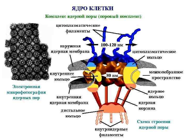 ЯДРО КЛЕТКИ Комплекс ядерной поры (поровый комплекс) цитоплазматические филаменты наружная ядерная мембрана внутреннее кольцо