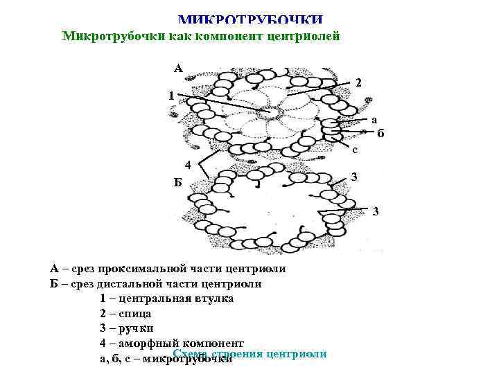 МИКРОТРУБОЧКИ Микротрубочки как компонент центриолей А 2 1 а б с 4 Б 3