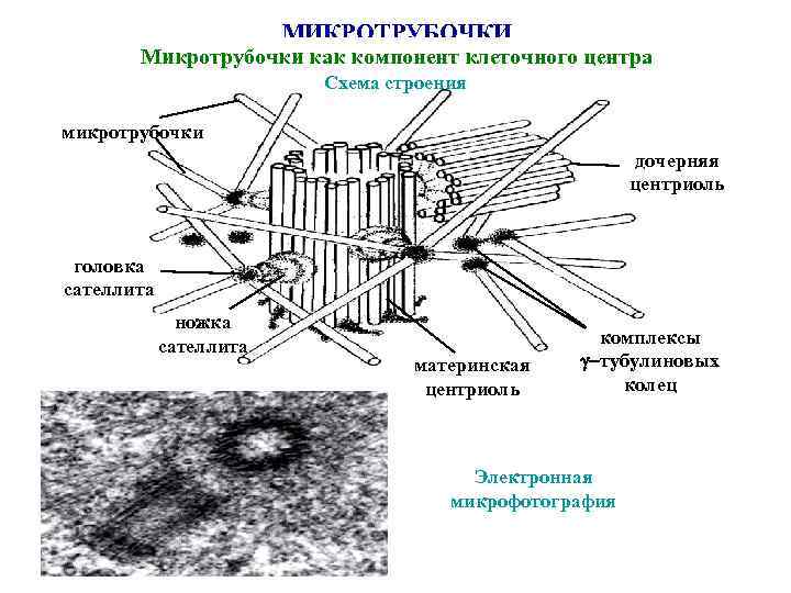 Центриоли рисунок егэ