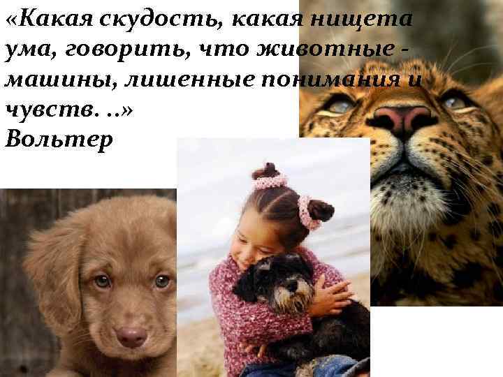  «Какая скудость, какая нищета ума, говорить, что животные - машины, лишенные понимания и