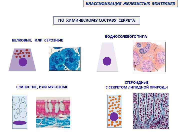 КЛАССИФИКАЦИЯ ЖЕЛЕЗИСТЫХ ЭПИТЕЛИЕВ ПО ХИМИЧЕСКОМУ СОСТАВУ СЕКРЕТА БЕЛКОВЫЕ, ИЛИ СЕРОЗНЫЕ СЛИЗИСТЫЕ, ИЛИ МУКОЗНЫЕ ВОДНОСОЛЕВОГО