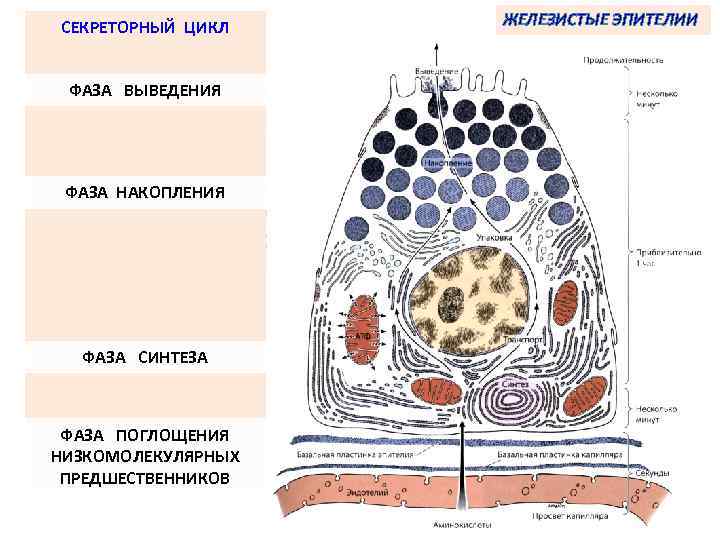 СЕКРЕТОРНЫЙ ЦИКЛ ФАЗА ВЫВЕДЕНИЯ ФАЗА НАКОПЛЕНИЯ ФАЗА СИНТЕЗА ФАЗА ПОГЛОЩЕНИЯ НИЗКОМОЛЕКУЛЯРНЫХ ПРЕДШЕСТВЕННИКОВ ЖЕЛЕЗИСТЫЕ ЭПИТЕЛИИ