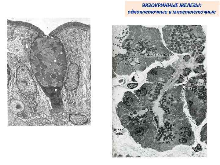 ЭКЗОКРИННЫЕ ЖЕЛЕЗЫ: одноклеточные и многоклеточные 