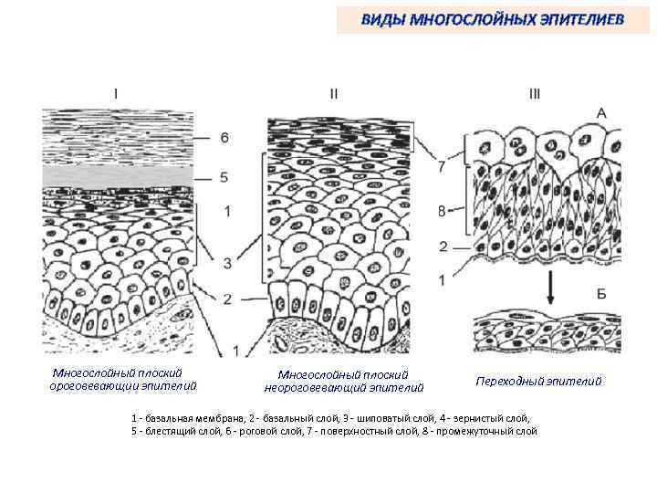 ВИДЫ МНОГОСЛОЙНЫХ ЭПИТЕЛИЕВ Многослойный плоский ороговевающии эпителий Многослойный плоский неороговевающий эпителий Переходный эпителий 1