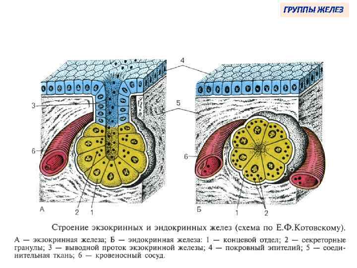 ГРУППЫ ЖЕЛЕЗ 