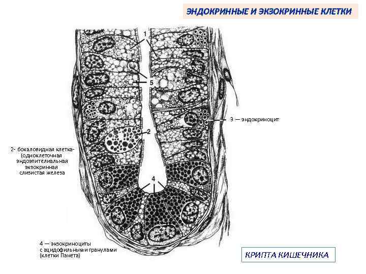 ЭНДОКРИННЫЕ И ЭКЗОКРИННЫЕ КЛЕТКИ 3 — эндокриноцит 2 - бокаловидная клетка(одноклеточная эндоэпителиальная экзокринная слизистая