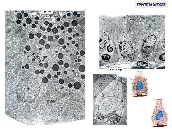 ГРУППЫ ЖЕЛЕЗ проток капилляр 