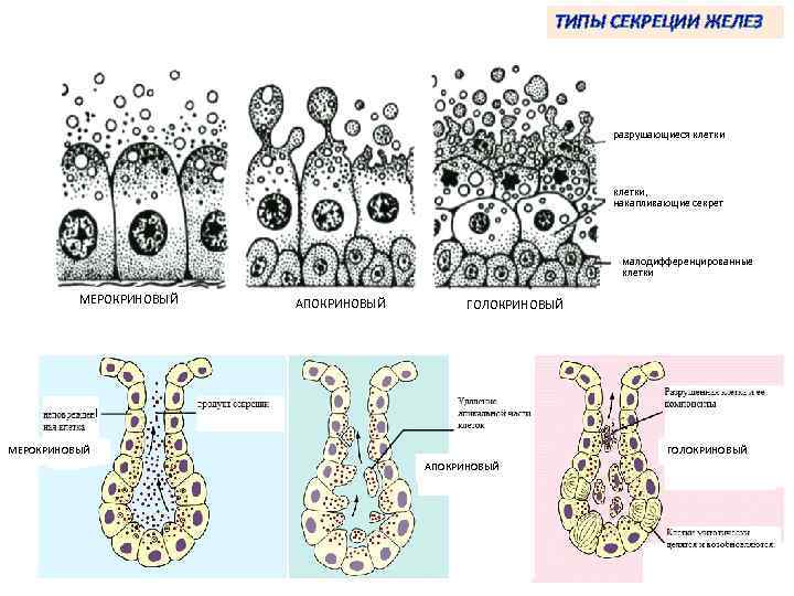 ТИПЫ СЕКРЕЦИИ ЖЕЛЕЗ разрушающиеся клетки, накапливающие секрет малодифференцированные клетки МЕРОКРИНОВЫЙ АПОКРИНОВЫЙ ГОЛОКРИНОВЫЙ МЕРОКРИНОВЫЙ ГОЛОКРИНОВЫЙ