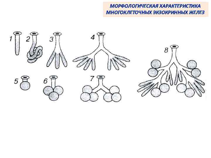 МОРФОЛОГИЧЕСКАЯ ХАРАКТЕРИСТИКА МНОГОКЛЕТОЧНЫХ ЭКЗОКРИННЫХ ЖЕЛЕЗ 