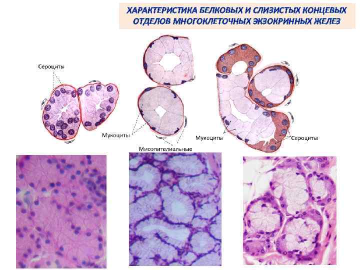 ХАРАКТЕРИСТИКА БЕЛКОВЫХ И СЛИЗИСТЫХ КОНЦЕВЫХ ОТДЕЛОВ МНОГОКЛЕТОЧНЫХ ЭКЗОКРИННЫХ ЖЕЛЕЗ 