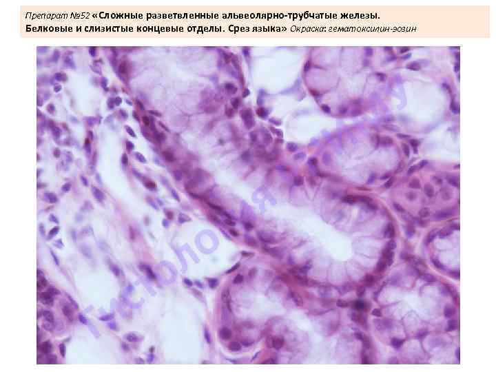 Препарат № 52 «Сложные разветвленные альвеолярно-трубчатые железы. Белковые и слизистые концевые отделы. Срез языка»