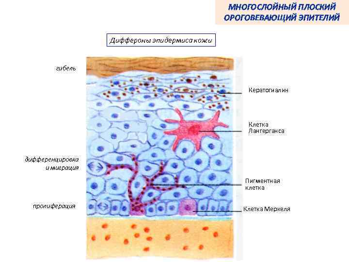 МНОГОСЛОЙНЫЙ ПЛОСКИЙ ОРОГОВЕВАЮЩИЙ ЭПИТЕЛИЙ Диффероны эпидермиса кожи гибель Кератогиалин Клетка Лангерганса дифференцировка и миграция
