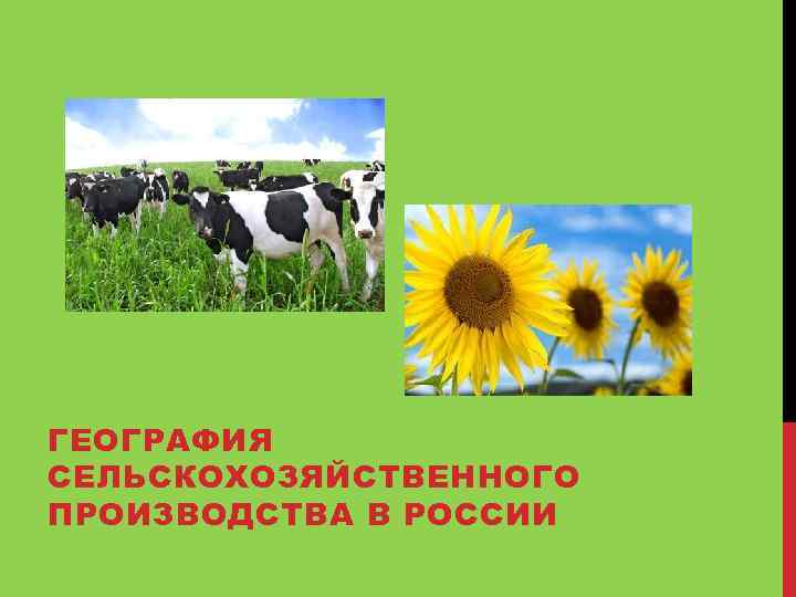 ГЕОГРАФИЯ СЕЛЬСКОХОЗЯЙСТВЕННОГО ПРОИЗВОДСТВА В РОССИИ 