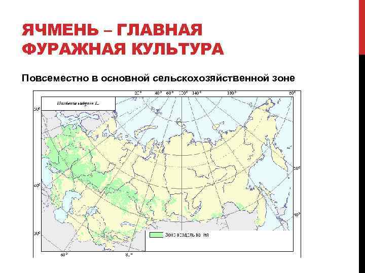 ЯЧМЕНЬ – ГЛАВНАЯ ФУРАЖНАЯ КУЛЬТУРА Повсеместно в основной сельскохозяйственной зоне 