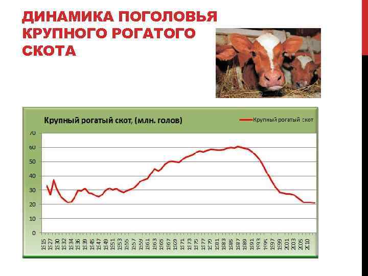 ДИНАМИКА ПОГОЛОВЬЯ КРУПНОГО РОГАТОГО СКОТА 